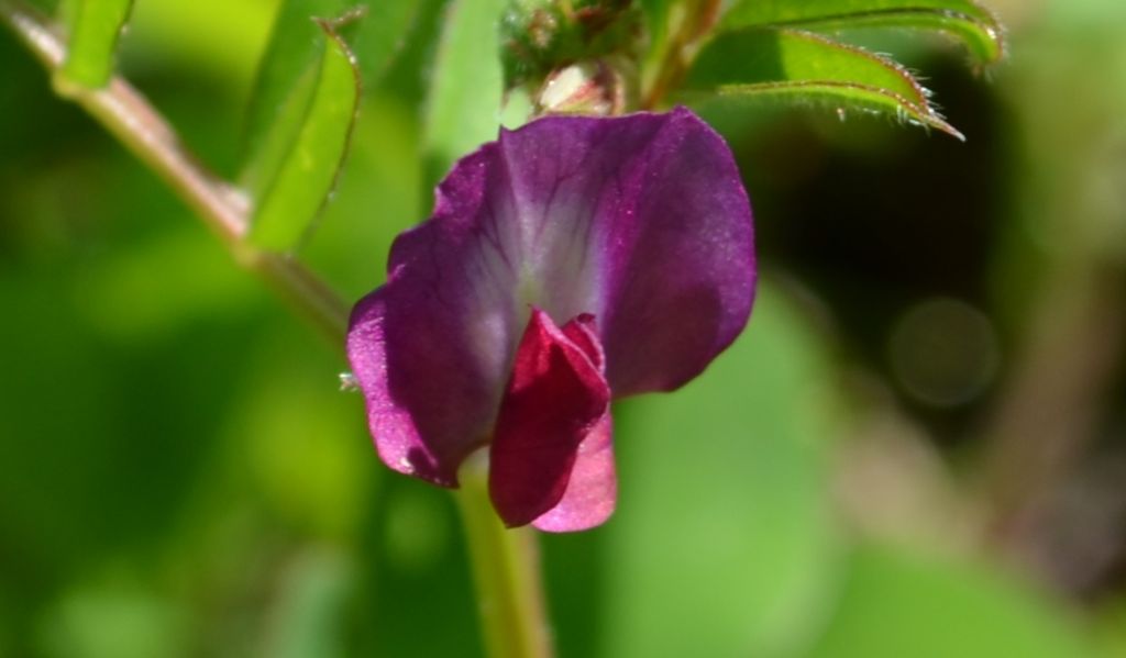 Da determinare - Vicia sp.